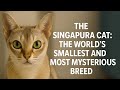 The Singapura Cat | The World’s Smallest and Most Mysterious Breed
