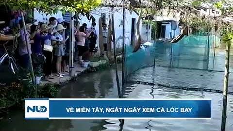 Về miền Tây, ngất ngây xem cá lóc bay ở Cồn Sơn, Cần Thơ | NLĐTV