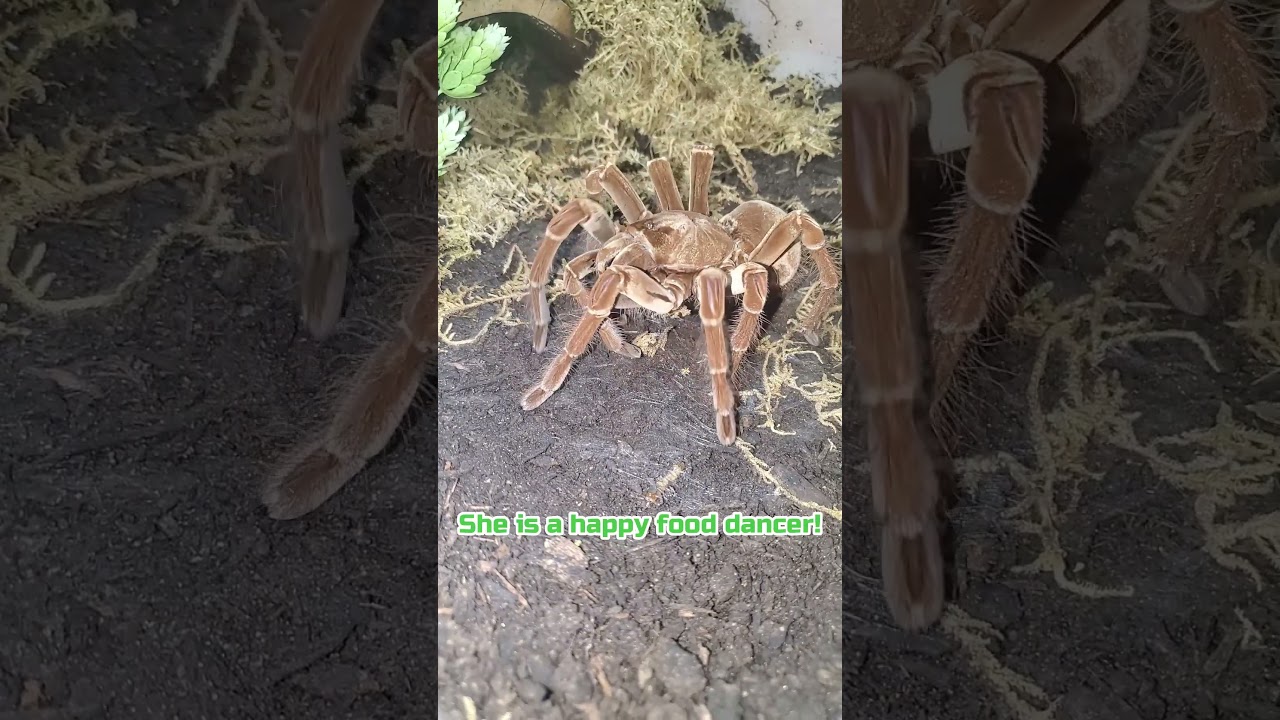 Burgundy Goliath Tarantula (T. Stirmi) Happy Dancer 