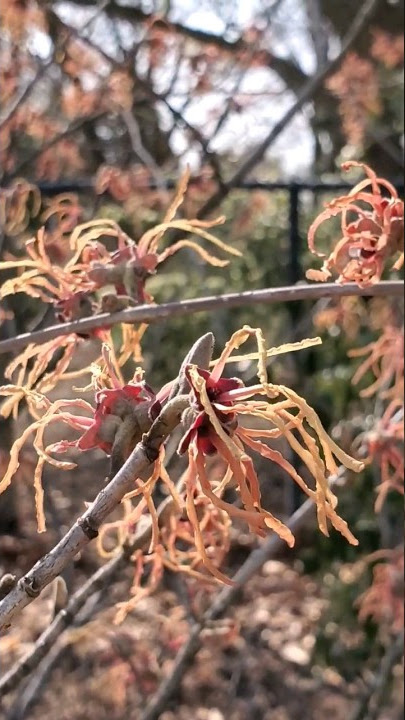 🌸Beautiful Hamamelis x intermedia 'Aurora' - Aurora Hybrid Witch Hazel.  #shorts #garden #flowers