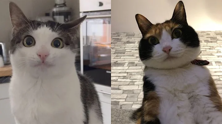 Try Not To Laugh 🤣 New Funny Cats Video 😹 - Tuxedo Cat Part 59