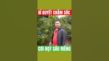 Bí Quyết Chăm Sóc Cơi Đọt Đúng Chuẩn - Sẵn Sàng Cho Mùa Bông Sầu Riêng Đạt Đỉnh! | Nông Nghiệp TKA