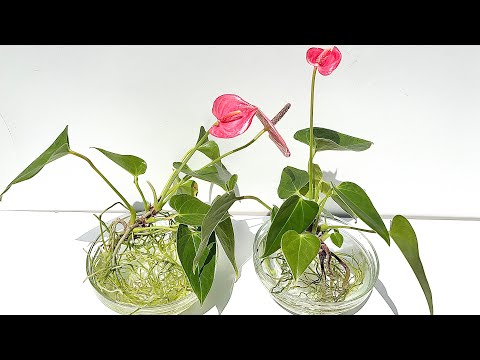 How to Grow An Anthurium, Anthurium Plants Care