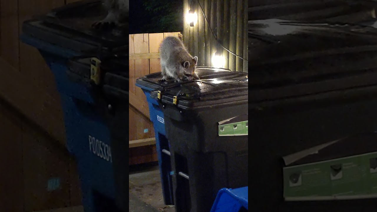 Critter Clip Success