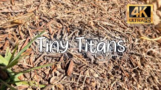 Tiny Titans (4K) - A Bug's Life, Up Close