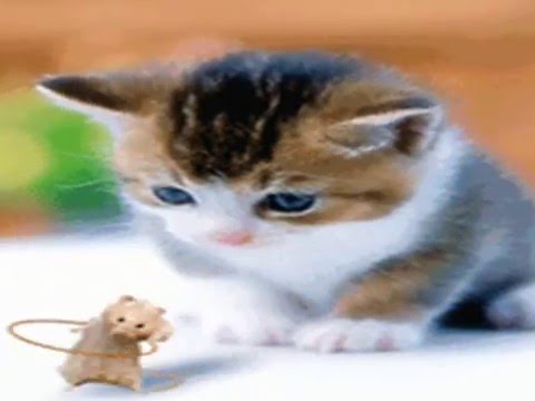 Download Foto Kucing  lucu  Bergerak  YouTube