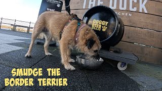 Smudge the Border Terrier’s afternoon at Cardiff Bay