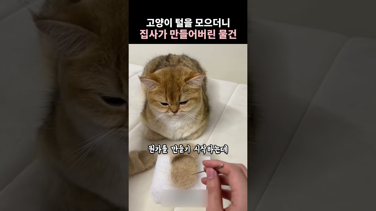 고양이 털을 모으더니 집사가 만들어버린 물건