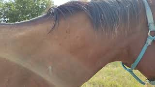 horses at mom&#39;s house