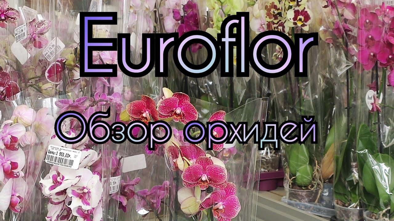 Обзор орхидей в Euroflor, м.Перово, Москва#обзор#орхидеи#цветы#красота# ...