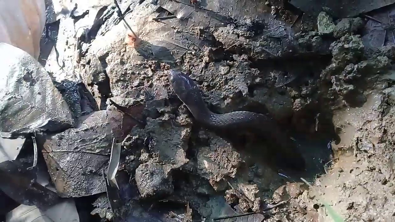 Mancing belut dapat ular kobra hitam 