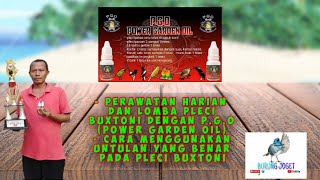 Cara Menggunakan Untulan Yang Benar dan Settingan Lomba & Harian Pleci