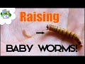 Raising Baby Mealworms - Why and How to Separate them to a Nursery Tub