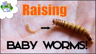 Raising Baby Mealworms  Why and How to Separate them to a Nursery Tub