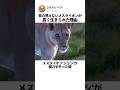 目の見えないメスライオンが 長く生きられた理由