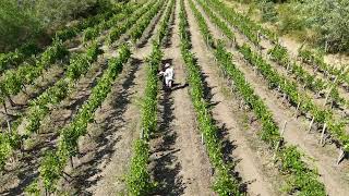 Vinarija Nego - Cabernet Sauvignon Vinograd