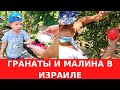 СОБИРАЕМ ГРАНАТЫ В ИЗРАИЛЕ. И ДАЖЕ МАЛИНА РАСТЕТ ЗДЕСЬ!