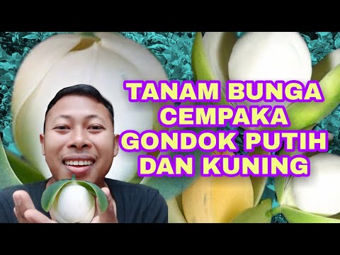 Video: Akar Pohon Magnolia: Tips Menanam Magnolia Dekat Rumah