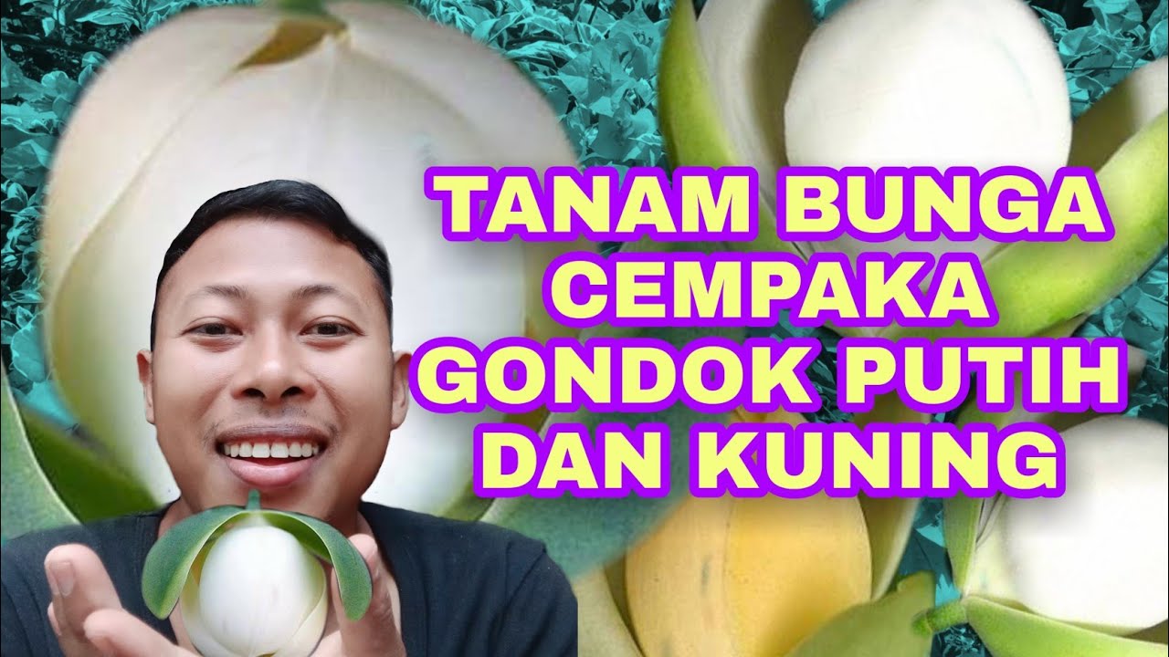 Cara Tanam Bunga Cempaka Gondok Putih Magnolia Liliifera Yang Mistis Youtube