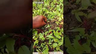 इस परकर लगए चकदरBeetroot Planted Like This
