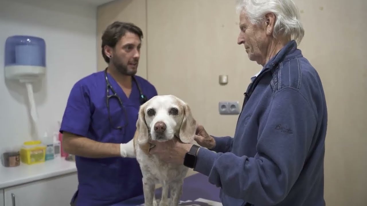 Especialistas en Medicina Interna Veterinaria  - Cushing (hiperadrenocorticismo) en perros