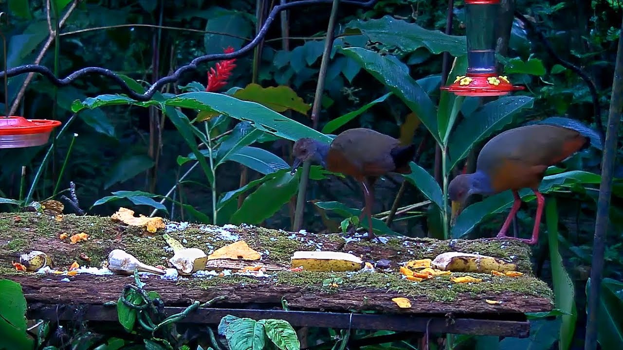 Subadult Gray-cowled Wood-Rail Visits the Panama Fruit Feeder – Aug 2, 2020