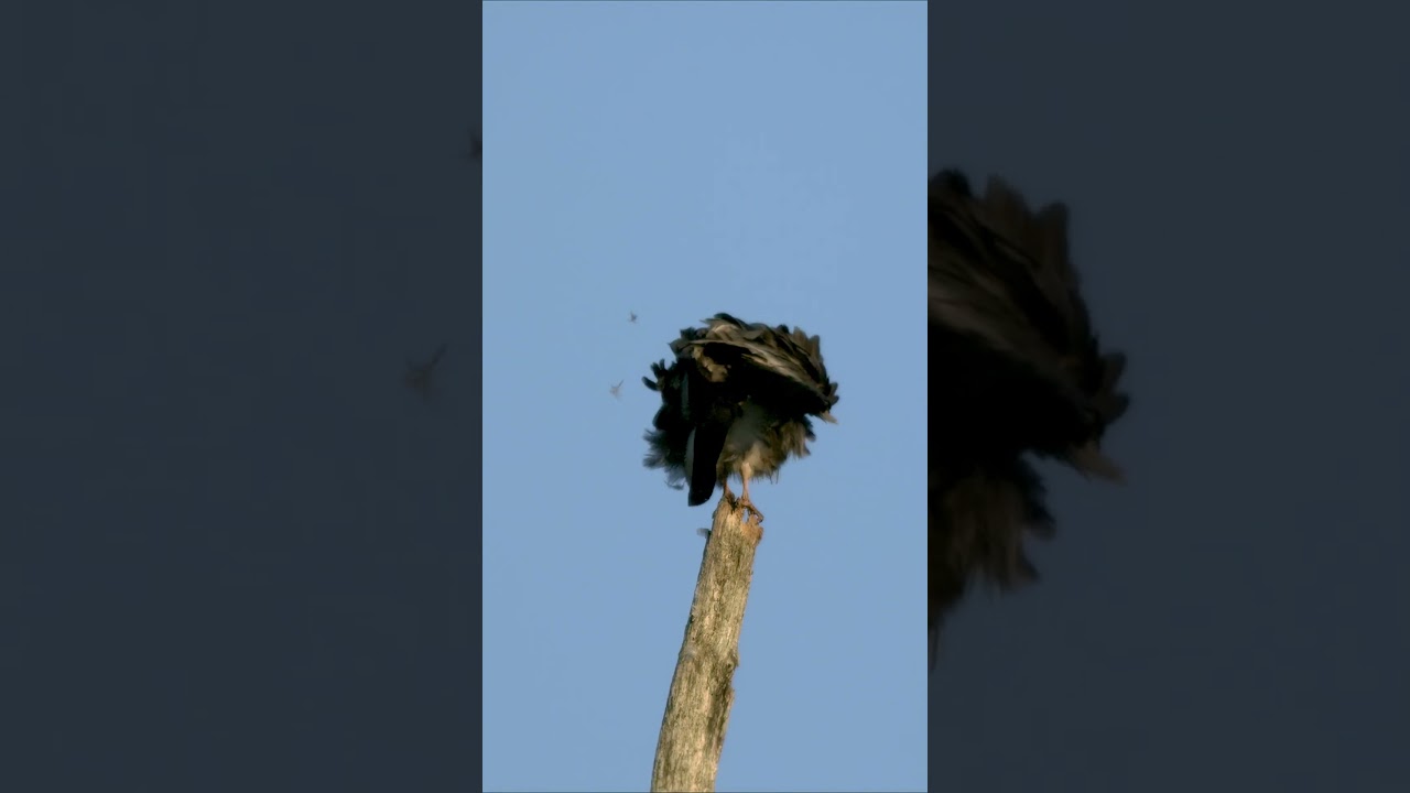 Kite Morphs into SURREAL Feathered Orb #birds #nature