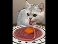 Such a cute little kitten! What bad intentions can a little kitten have?