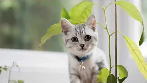 Epic Pet Videos & Moments