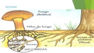 MICROBIOLOGÍA DEL SUELO A.W