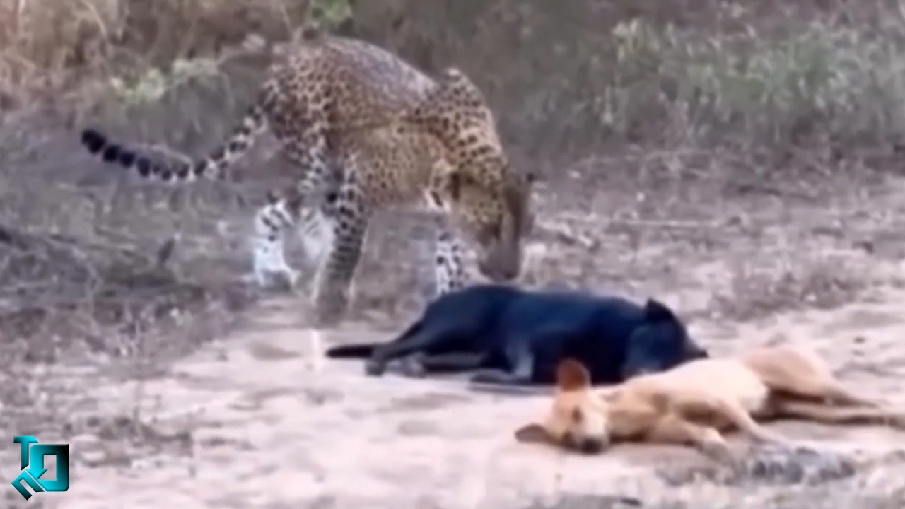 Это не Постановка! Безумные Случаи с Животными, Снятые на Камеру