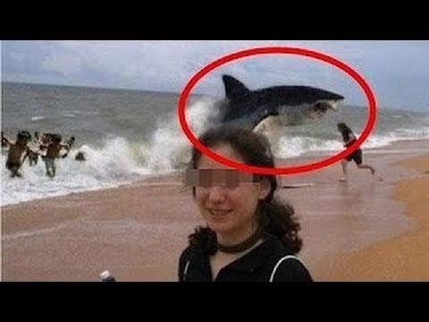 閲覧注意 迫力満点の超巨大サメ画像 まとめ ホホジロザメ 怖すぎるサメの画像 Youtube