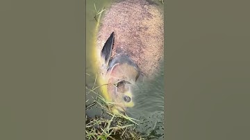 #shorts đam mê câu lure câu cá lóc giải trí #11 #fishing #cauca