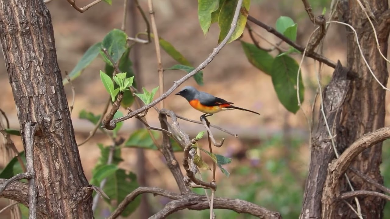Bird’s of Solapur - Small Minivet ( Pericrocotus cinnamomeus )