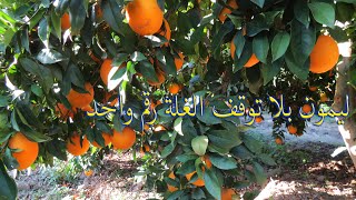 اروع مزرعة للبرتقال في العالم,افضل مزارع البرتقال في الغرب,The coolest orange farm nwifila frk 1