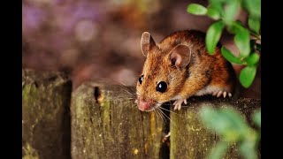 Mouse as a Totem: Personality Characteristics and Life-Path Challenges Information