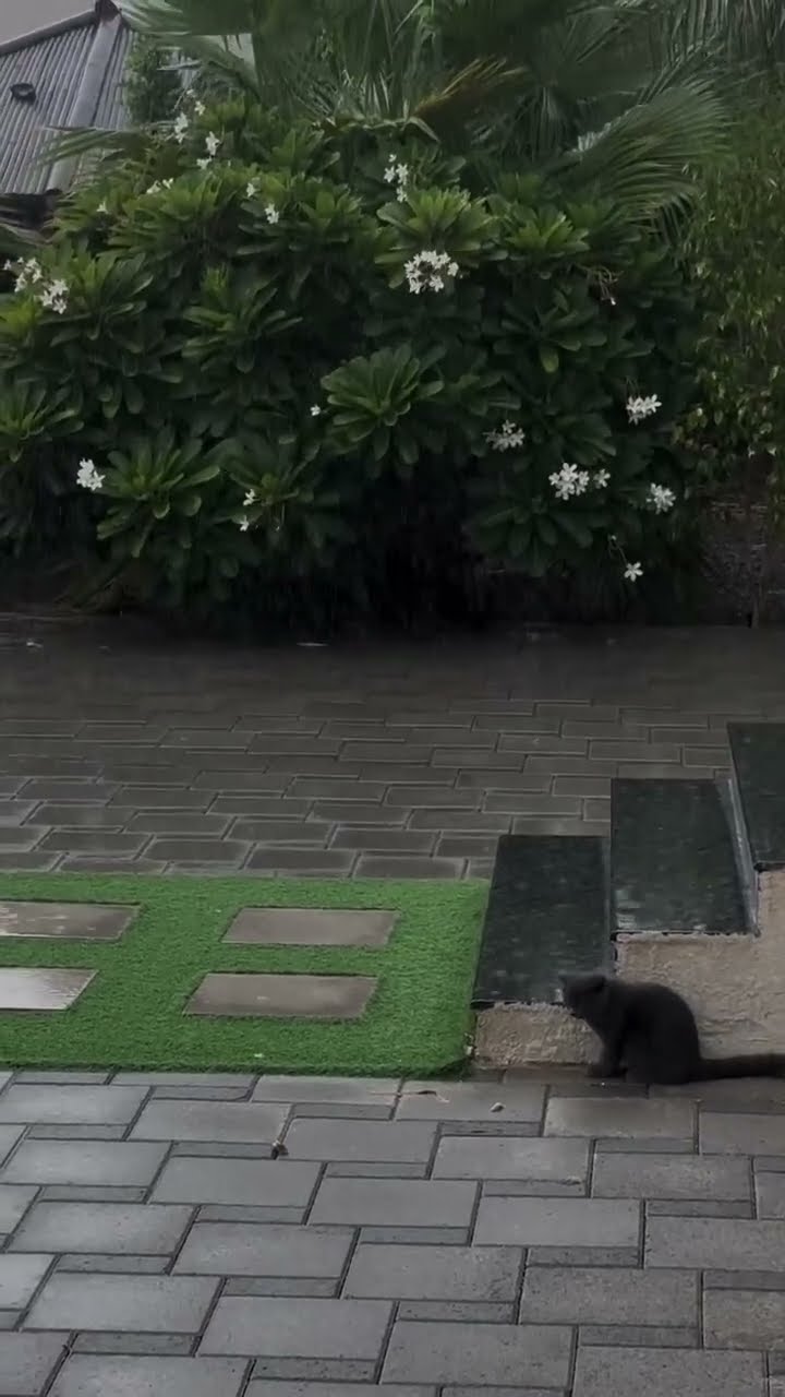 C magnifique vidéo chat