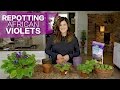 Repotting african violets  garden answer