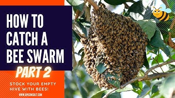 Transferring a swarm to a Top Bar Hive - Ireland