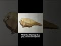 The herd! #documentary #prehistoric #art #creature #fyp