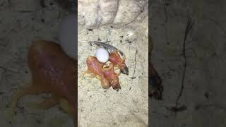 Gökkuşağı İspinozu Yavruları - Gouldian Finch Baby Resimi
