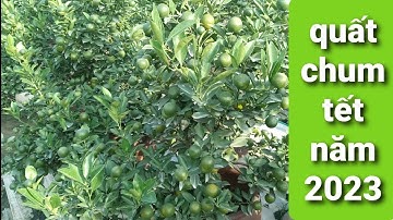 quất chum đẹp,quất tết đẹp 2023,quất cảnh giá hợp lý năm 2023