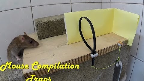 Compilation Mouse Traps