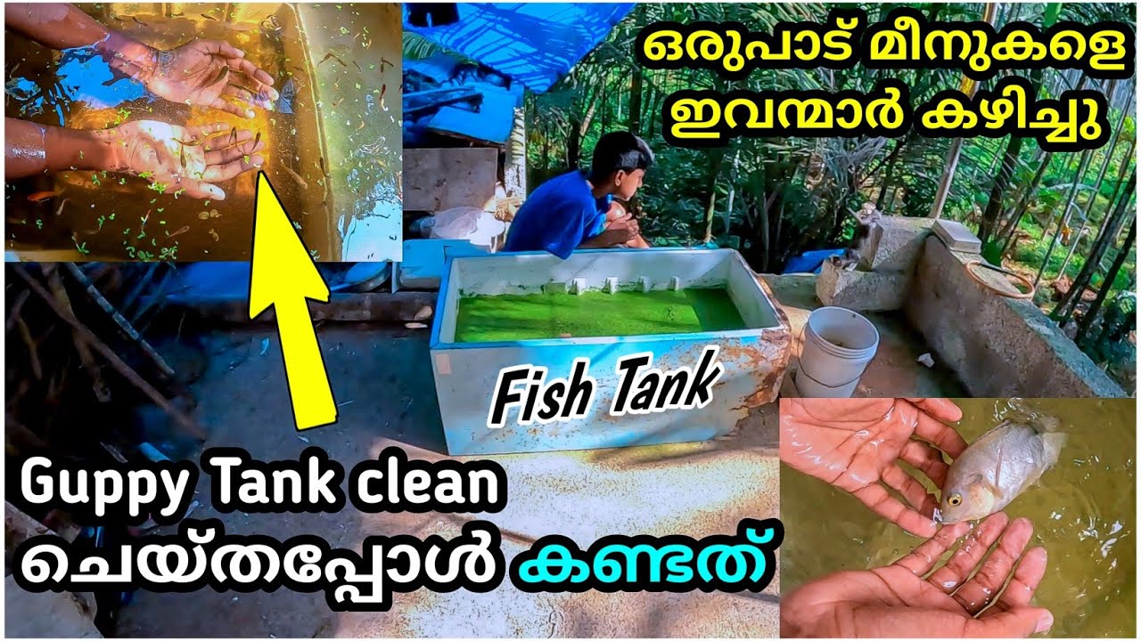 Fish Tank Cleaning😯 guppy pond mixedguppy fishing guppytank