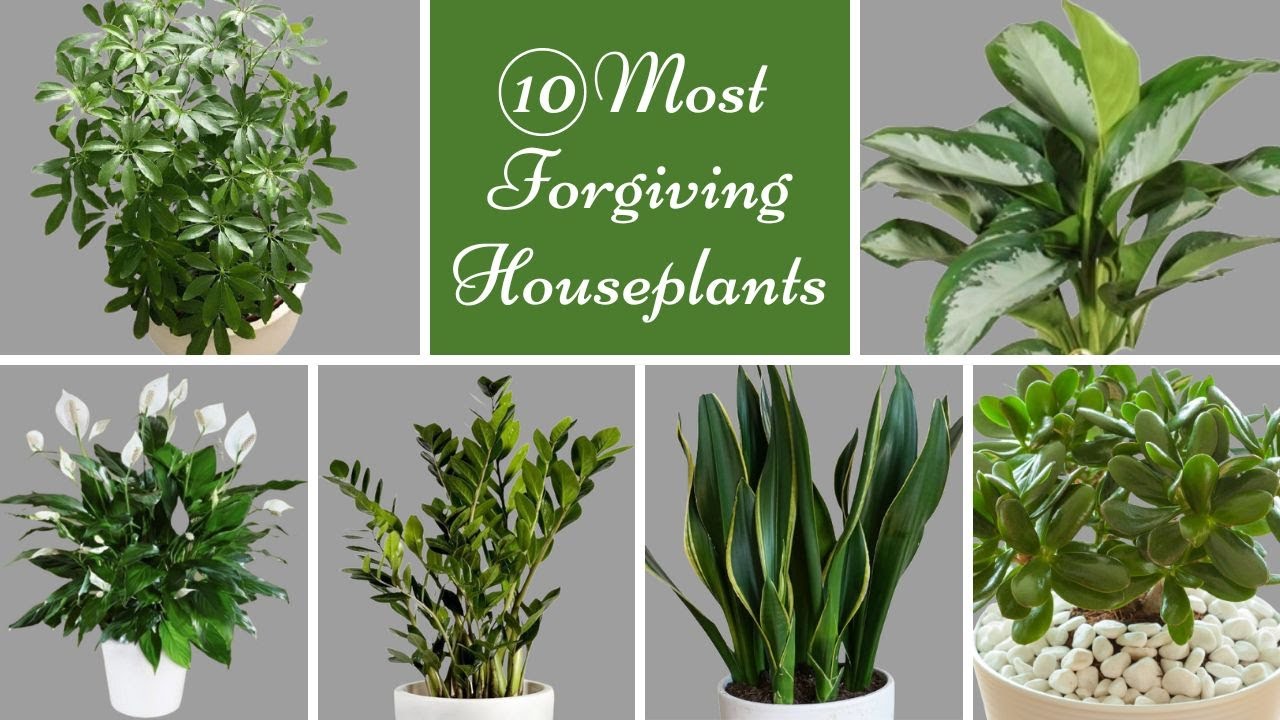 10 Most Houseplants Hardest Houseplants for Beginners