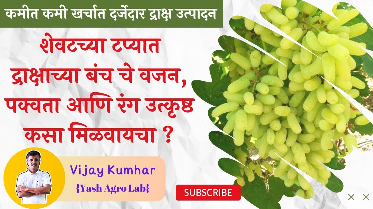 शेवटच्या टप्प्यात द्राक्षाच्या बंच चे वजन, पक्वता, व रंग उत्कृष्ट कसा मिळवायचा? | Grapes Master