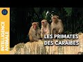 L île Des Singes Miroir De Notre Société IA DOC COMPLET
