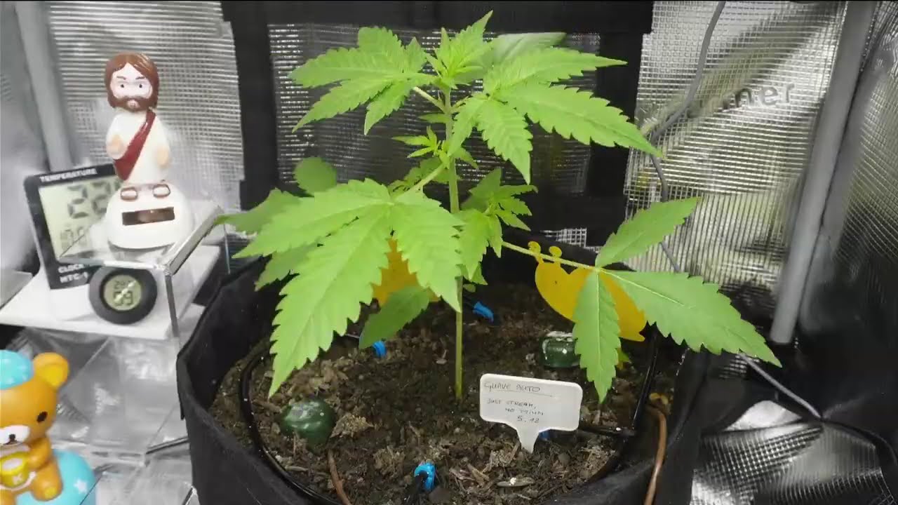 GUAVE AUTO Timelapse - 2 Months in 2 Minutes