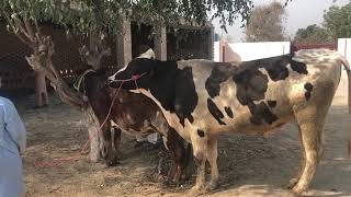 First Time Befeelo Meeting Full Lovely Cow Mating Animal Village