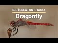 Dragonflies Can Do Marathons Too! | Globe Skimmer Dragonfly | Creation is Cool